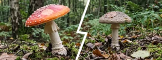 Amanite tue-mouches vs amanite panthère : la brune est la plus dangereuse