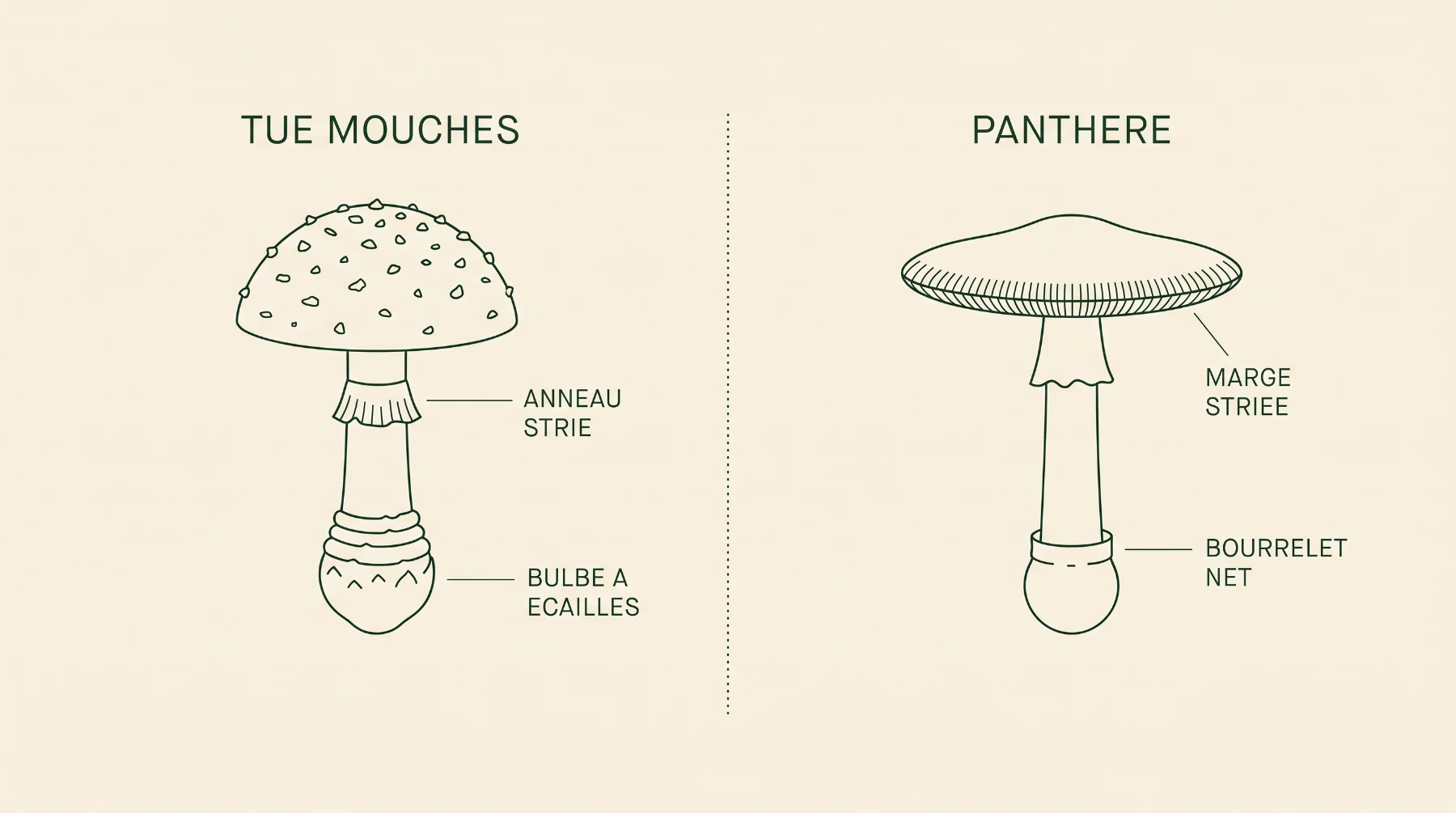Schéma comparatif : anneau strié et bulbe à écailles chez l'amanite tue-mouches, marge striée et bourrelet net chez l'amanite panthère