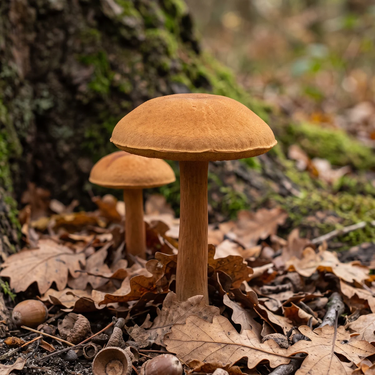 Bolet châtain au chapeau brun cannelle sur un tapis de feuilles de chêne