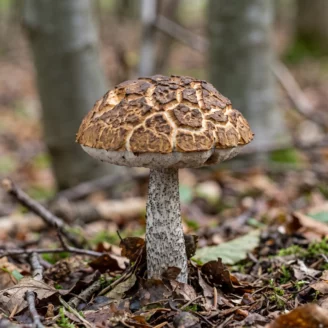 Bolet des charmes (Leccinellum pseudoscabrum) : identification, habitat et cueillette