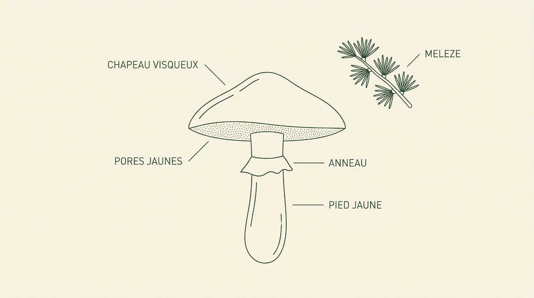 Schéma du bolet élégant : chapeau visqueux, pores jaunes, anneau, pied jaune et rameau de mélèze