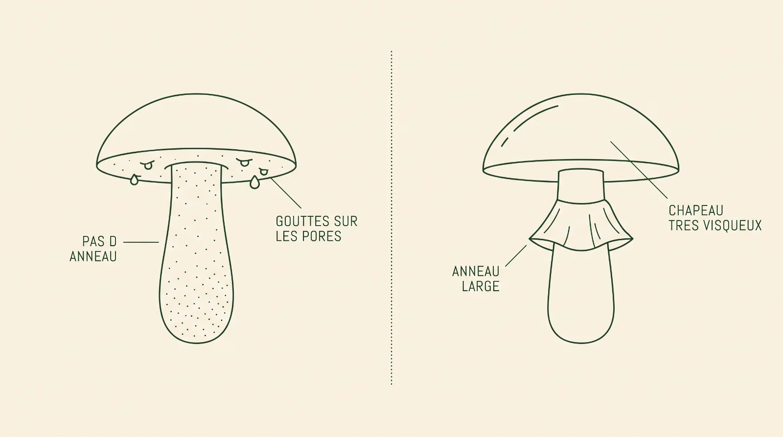 Schéma comparatif : à gauche un bolet au pied granuleux sans anneau avec des gouttes sur les pores, à droite un bolet portant un large anneau sous un chapeau très visqueux