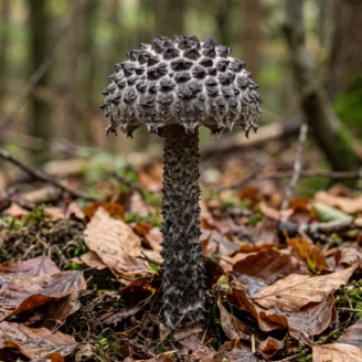 Bolet pomme de pin : description, saison et confusions