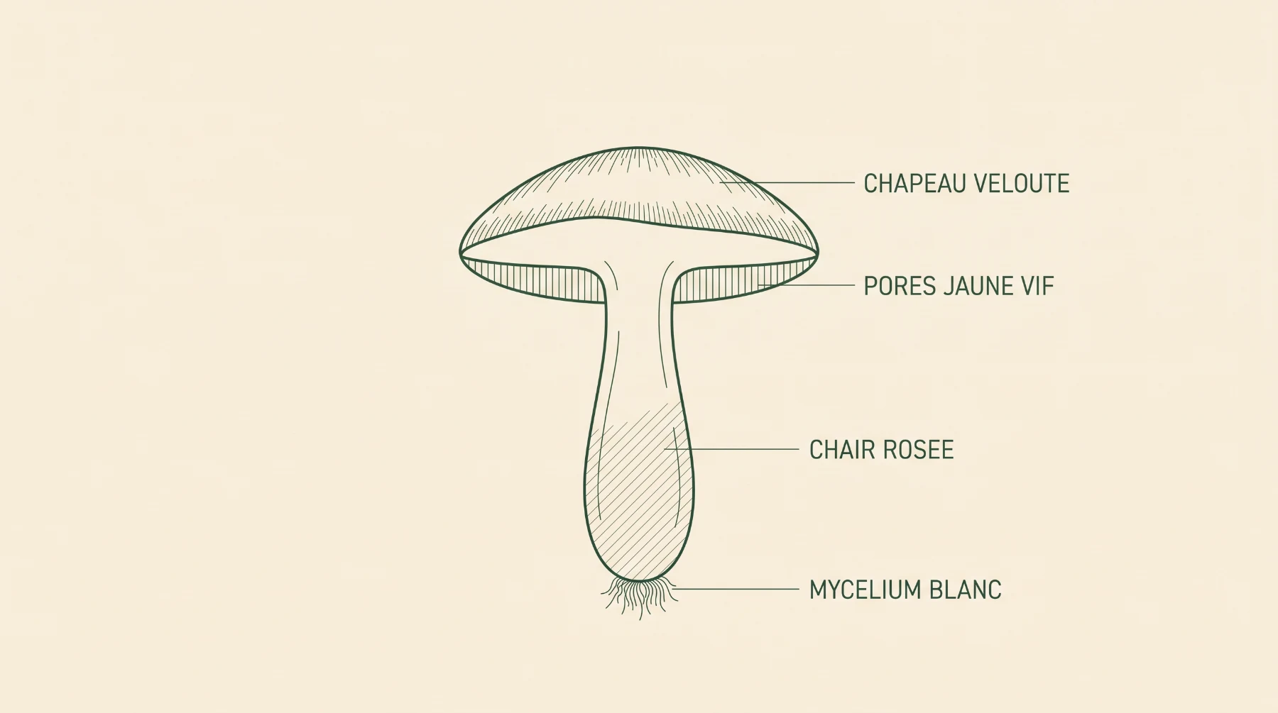 Schéma du bolet subtomenteux en coupe : chapeau velouté, pores jaune vif, chair rosée dans le bas du pied, mycélium blanc