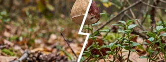 Cèpe d&rsquo;été vs cèpe des pins : deux cèpes précoces à ne pas mélanger