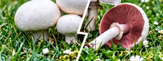 Champignon de Paris vs rosé des prés : le cultivé et le sauvage