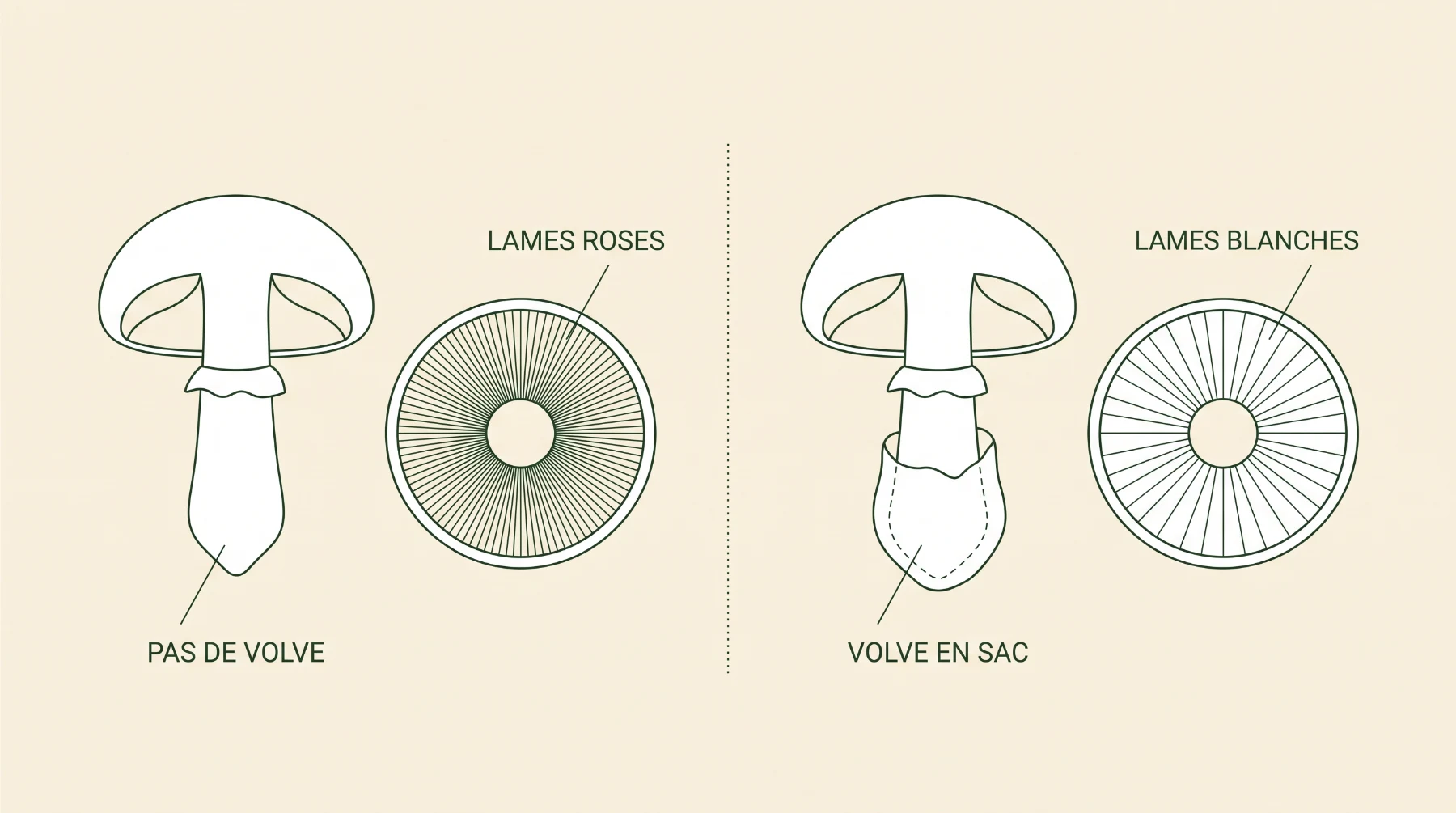 Schéma comparant l'agaric sans volve aux lames roses et l'amanite blanche à volve en sac et lames blanches