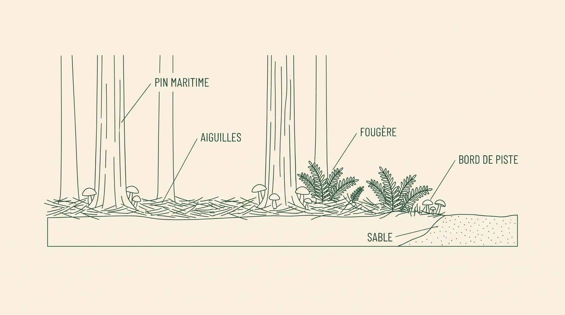 Schéma d’une pinède landaise en coupe : pin maritime, litière d’aiguilles, fougère, sable et bord de piste