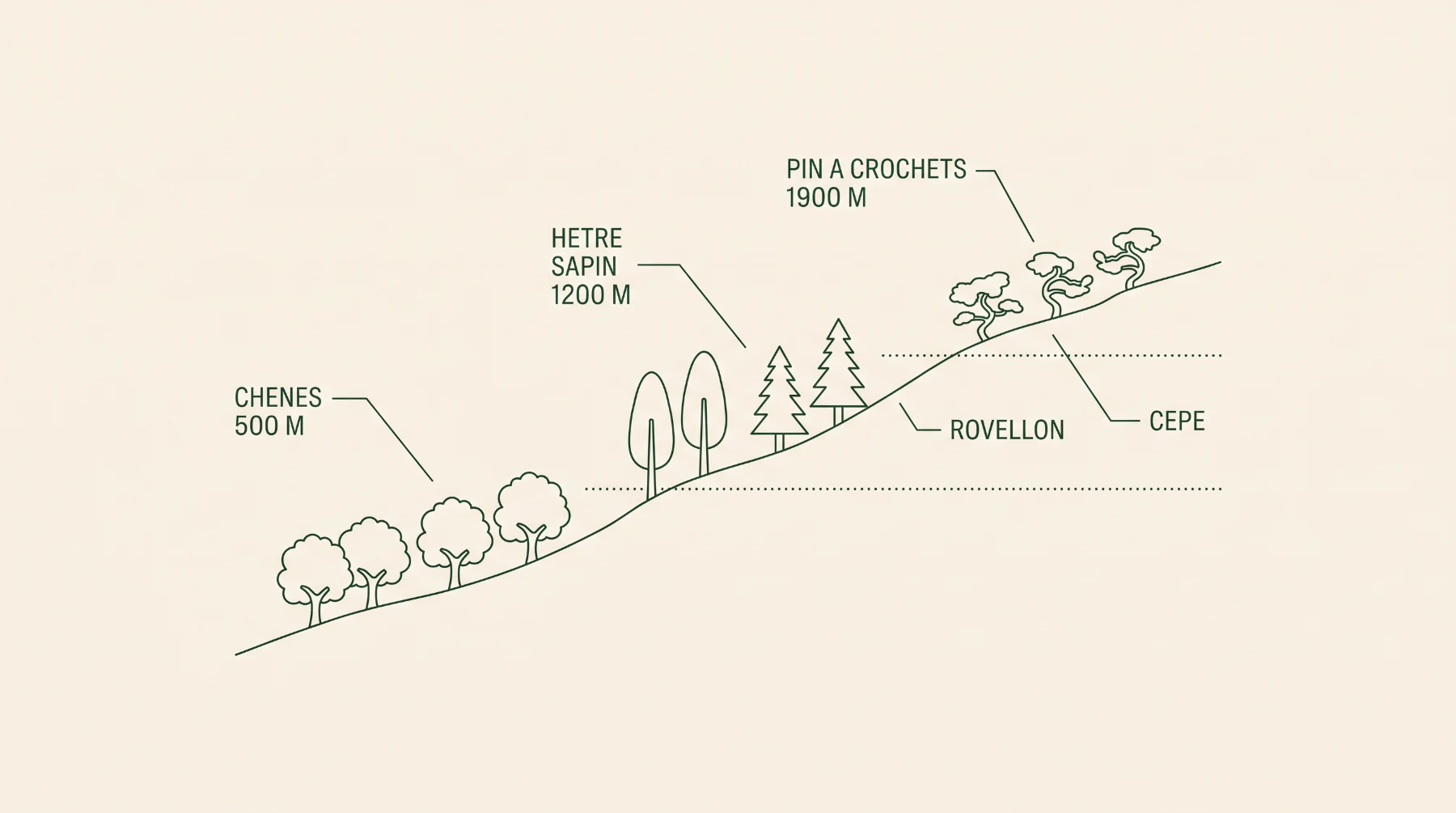 Schéma des étages de végétation des Pyrénées, des chênes à 500 mètres au pin à crochets à 1900 mètres