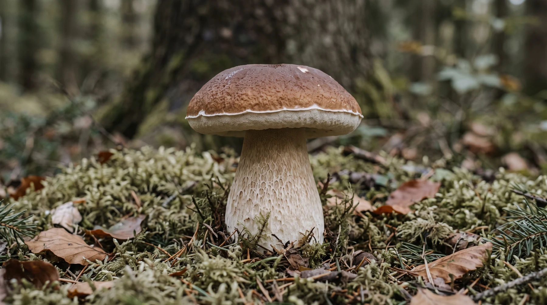 Cèpe de Bordeaux au pied d’un sapin, chapeau brun châtaigne à marge blanche et pied trapu couvert d’un fin réseau, dans la mousse et les aiguilles