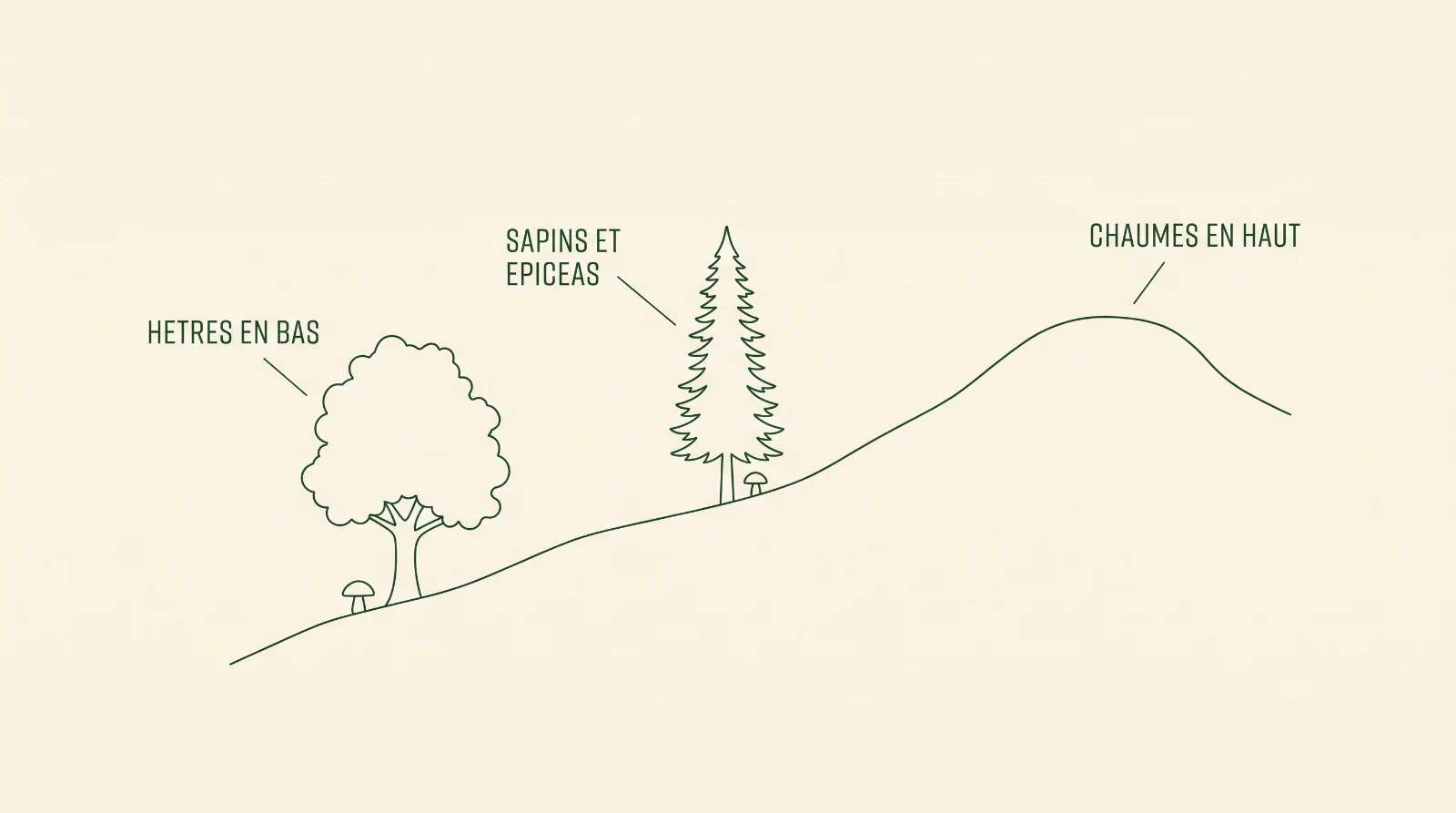Schéma de l’étagement vosgien : hêtres en bas de pente, sapins et épicéas à mi-hauteur, chaumes sans arbres au sommet, avec un champignon au pied de chaque étage boisé