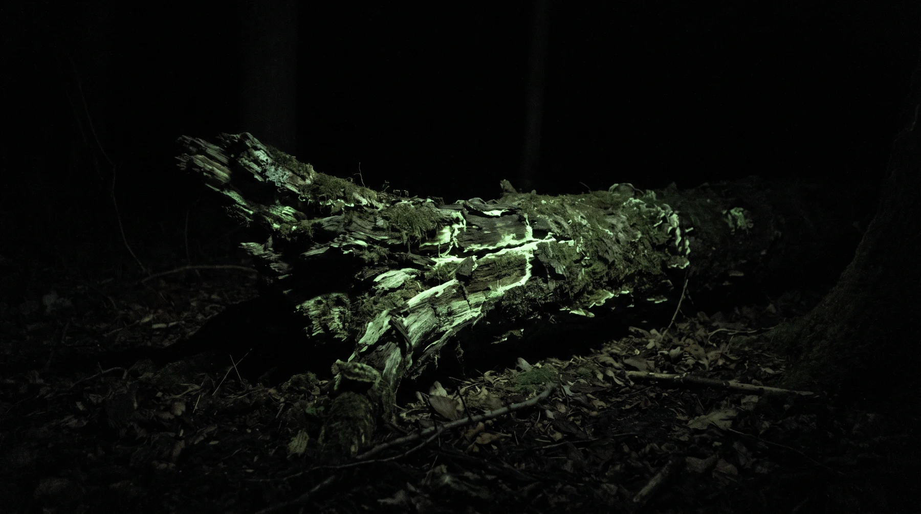 Bois mort luisant d'une faible lueur verte dans l'obscurité totale d'une forêt la nuit