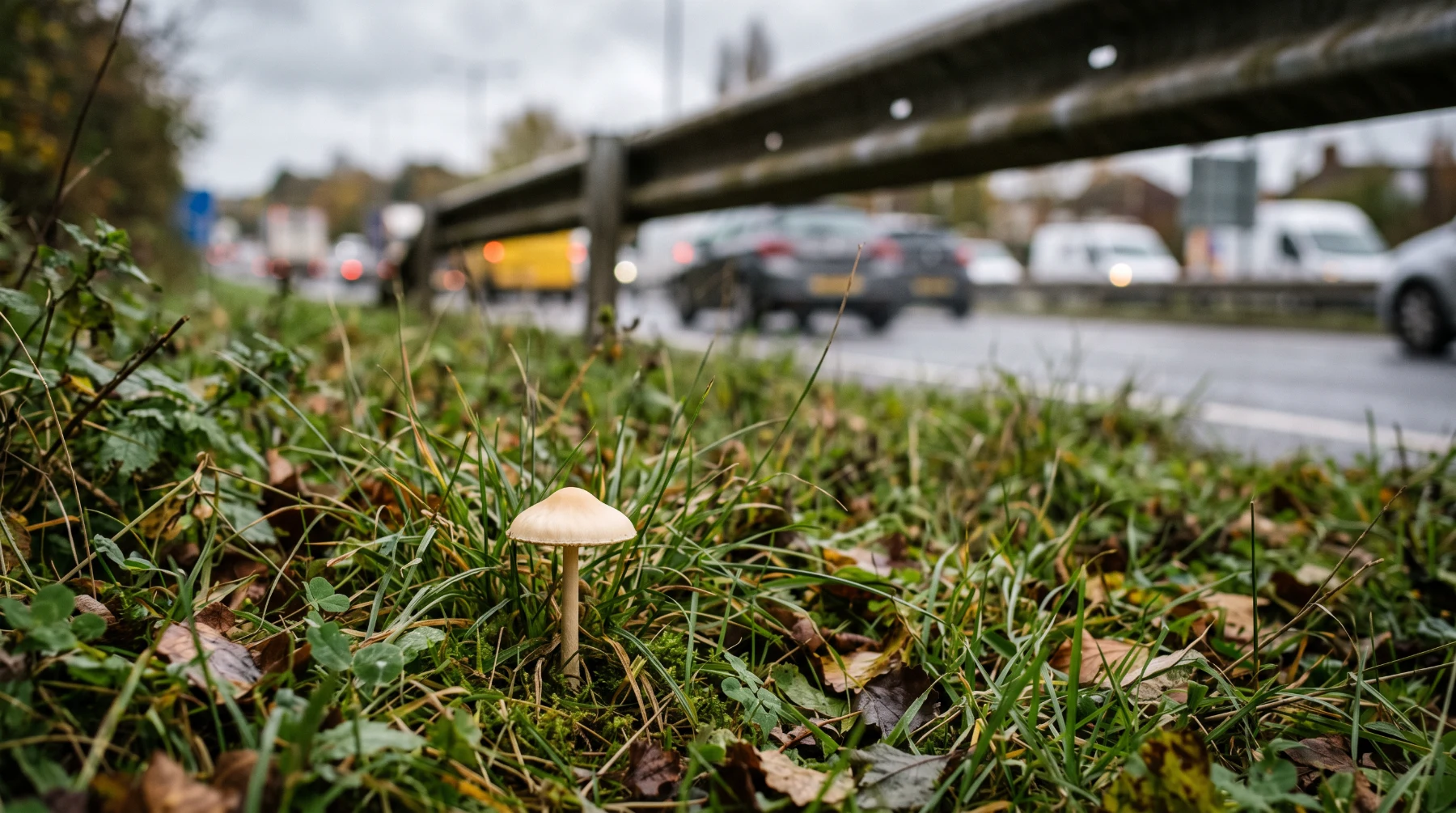 Champignon poussant sur un talus au bord d'une route passante