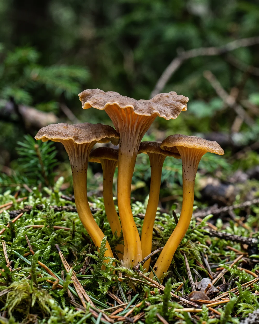 Chanterelle jaunissante en entonnoir, dessous jaune orangé lisse et pied creux
