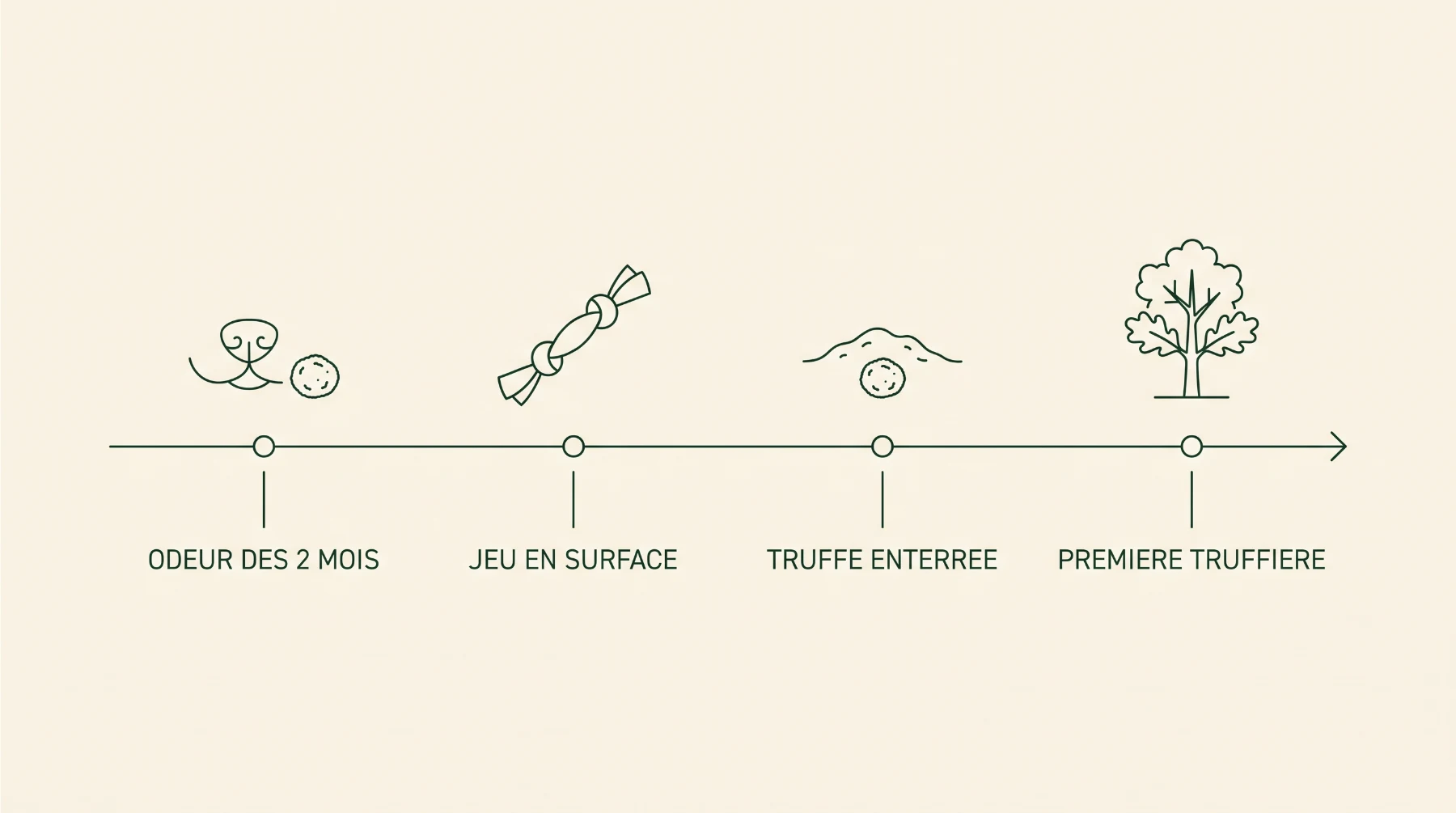 Frise des quatre étapes du dressage : odeur dès deux mois, jeu en surface, truffe enterrée, première truffière