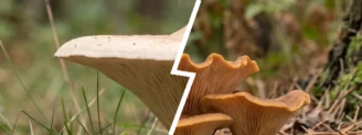 Clitocybe géotrope vs clitocybe inversé : lequel est dans votre panier ?