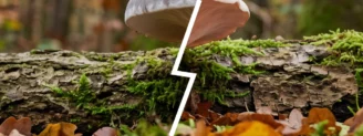 Clitocybe nébuleux vs entolome livide : le duo gris de l&rsquo;automne