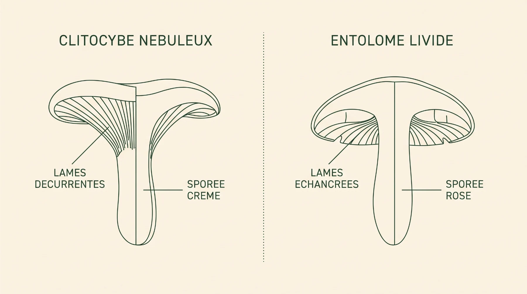Schéma comparant les lames décurrentes et la sporée crème du clitocybe nébuleux aux lames échancrées et à la sporée rose de l'entolome livide