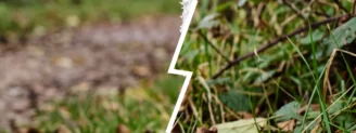 Coprin chevelu vs coulemelle jeune : deux œufs sur pied à ne pas mélanger
