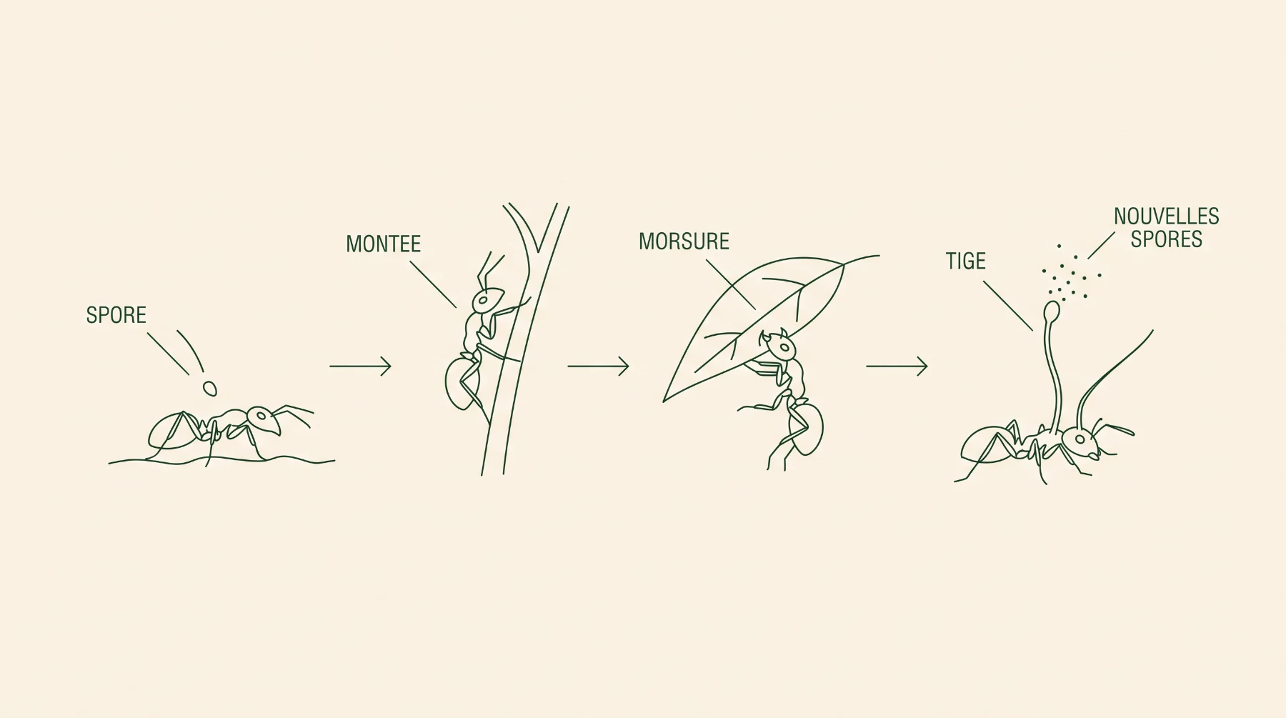 Schéma du cycle du champignon zombie en quatre étapes, de la spore à la libération de nouvelles spores
