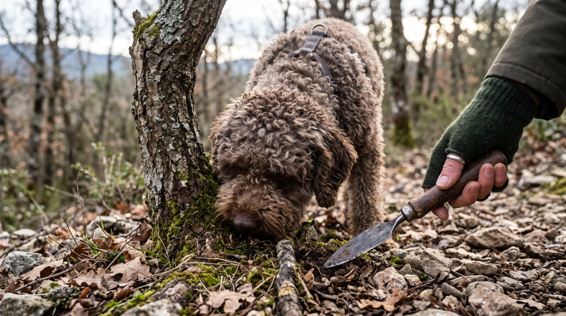 Chien truffier flairant au pied d'un chêne pendant une démonstration de cavage