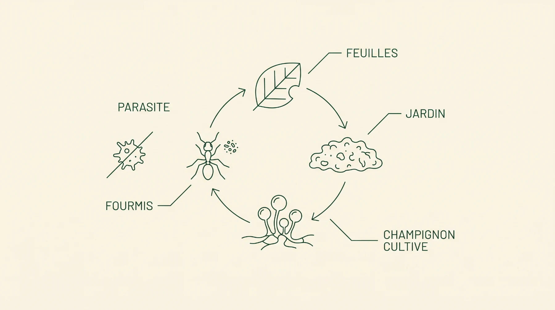Schéma du cycle : feuilles, jardin, champignon cultivé, fourmis, avec le parasite barré et les bactéries protectrices
