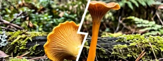 Girolle vs chanterelle jaunissante : laquelle avez-vous dans le panier ?