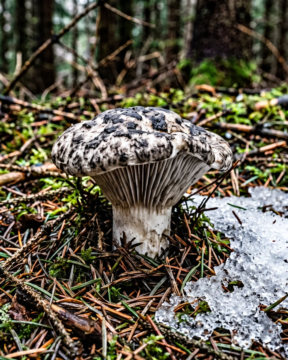 Hygrophore de mars, chapeau gris marbré et lames épaisses cireuses, sous sapins