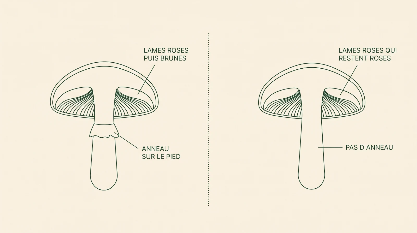 Schéma comparant un agaric à anneau dont les lames roses brunissent et un entolome sans anneau dont les lames restent roses