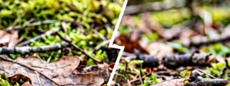 Morille comestible vs morille élevée : comment les différencier