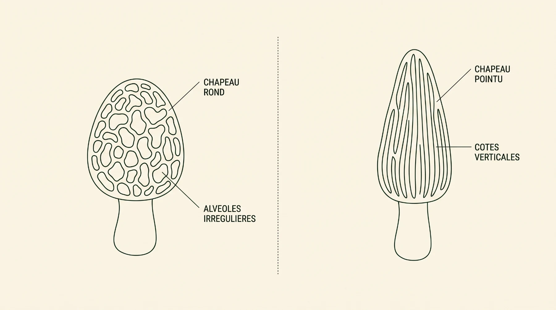 Schéma comparatif : morille comestible au chapeau rond et alvéoles irrégulières, morille élevée au chapeau pointu et côtes verticales