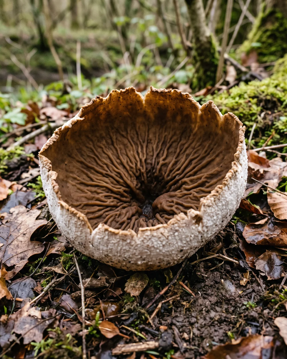 Pézize veinée, large coupe brune parcourue de veines rayonnantes, au sol