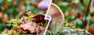 Pied bleu vs pied violet : bois ou prairie, comment trancher ?