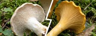 Pied-de-mouton vs girolle : comment les distinguer en deux secondes ?