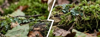 Pied-de-mouton vs hydne roussissant : lequel avez-vous ramassé ?