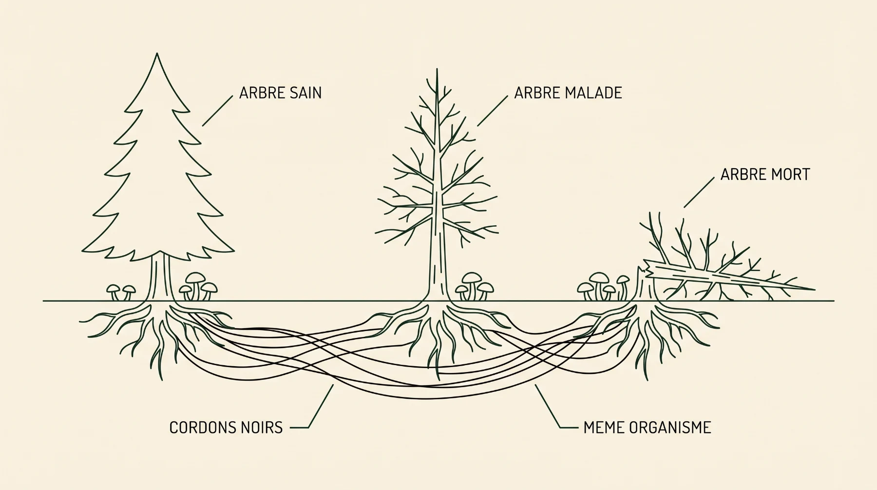Schéma en coupe : arbre sain, arbre malade et arbre mort reliés sous le sol par des cordons noirs appartenant au même organisme