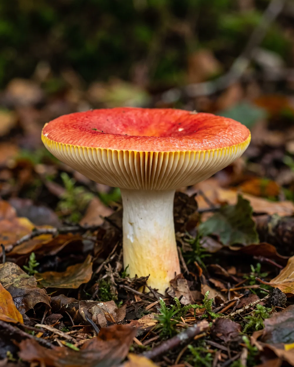 Russule dorée, chapeau rouge orangé et arête des lames bordée de jaune d or