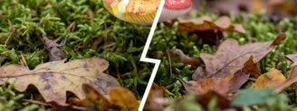 Russule dorée vs russule émétique : laquelle va au panier ?