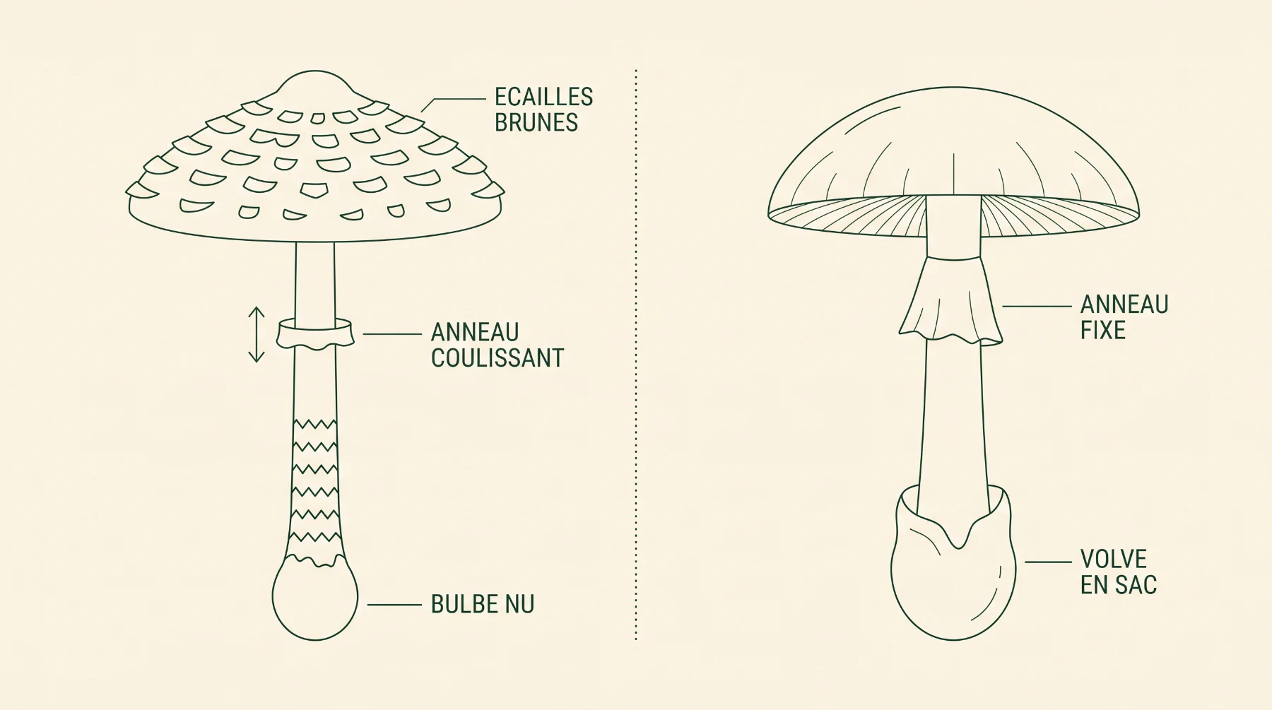 Schéma comparatif : coulemelle à anneau coulissant, écailles brunes et bulbe nu, amanite phalloïde à anneau fixe et volve en sac