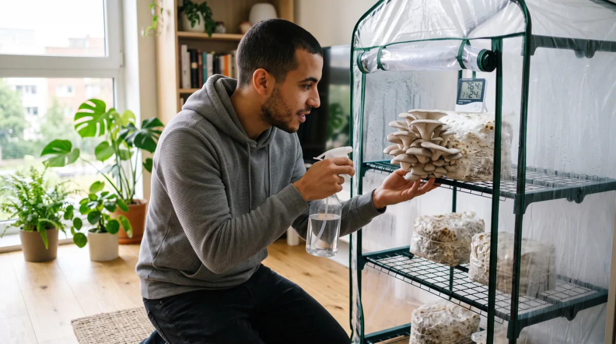 Un cultivateur vaporise ses pleurotes dans une mini-serre transformée en tente de culture