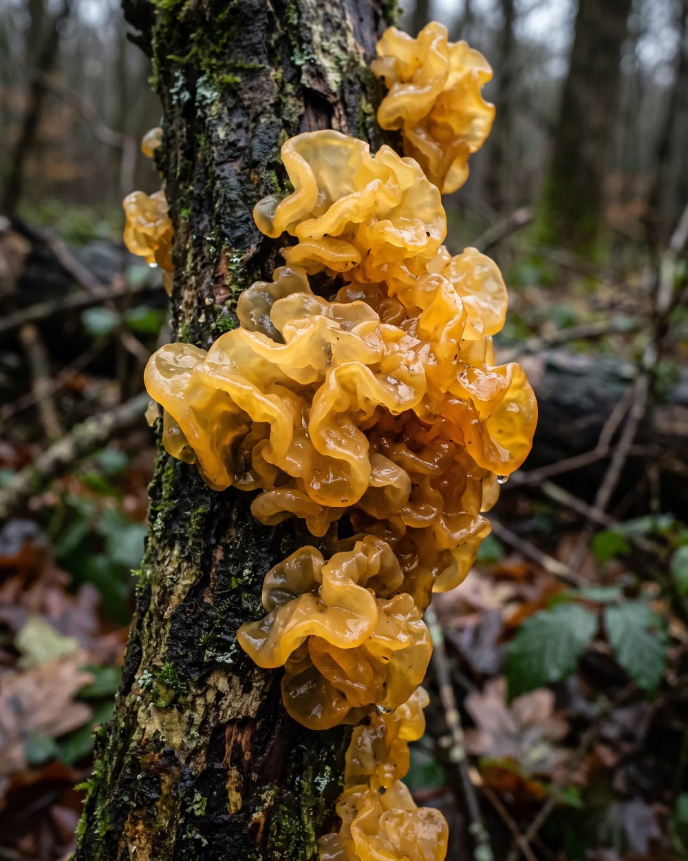 Trémelle mésentérique, masse gélatineuse jaune d or sur une branche morte