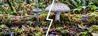 Tricholome terreux vs tricholome tigré : lequel est dans votre panier ?
