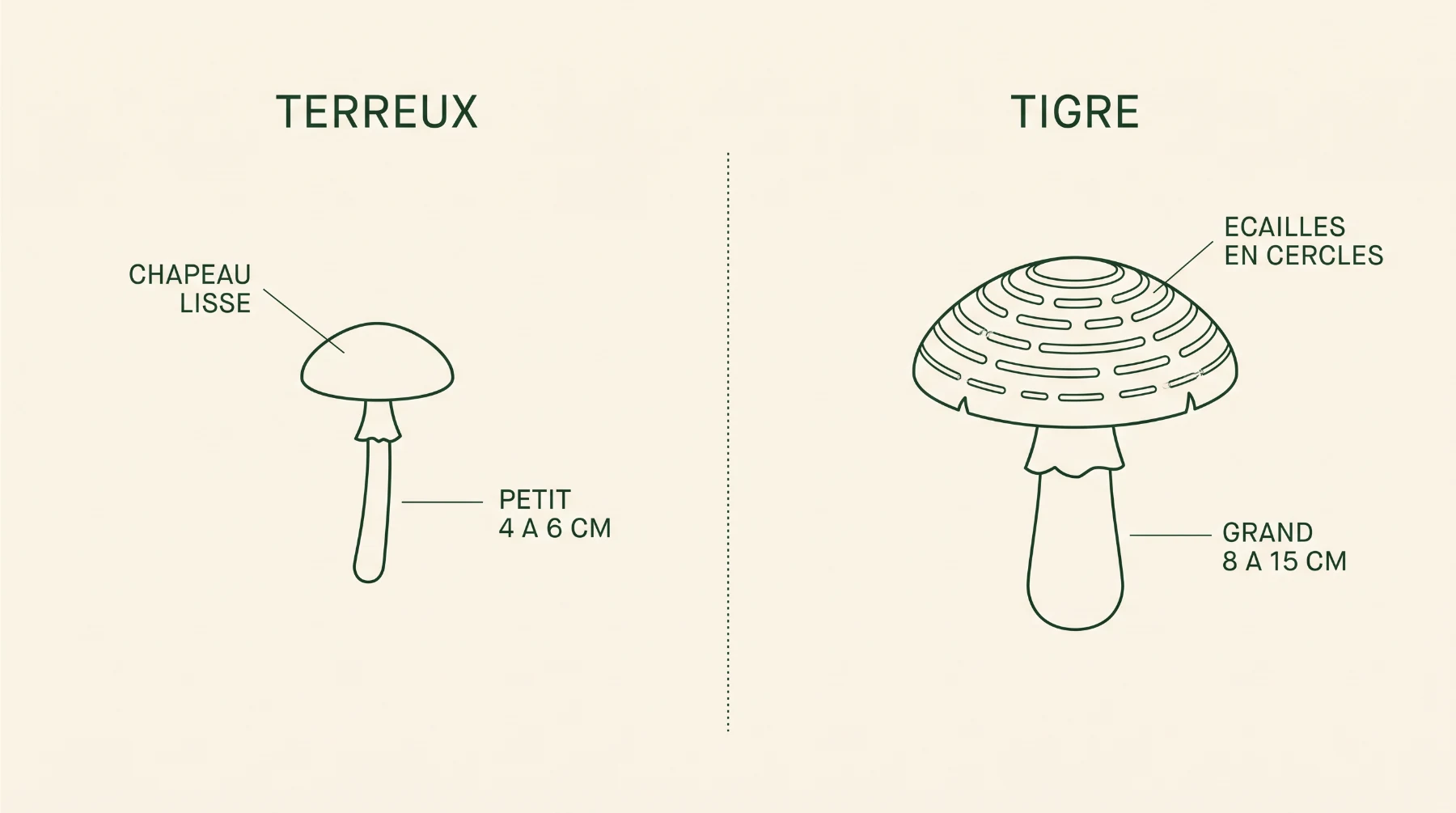 Schéma comparant le chapeau lisse et petit du tricholome terreux au grand chapeau à écailles en cercles du tricholome tigré