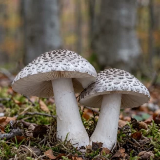 Tricholome tigré : reconnaître ce champignon toxique en hêtraie