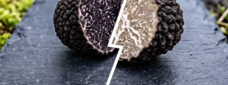 Truffe noire vs truffe d’été : reconnaître la vraie mélano