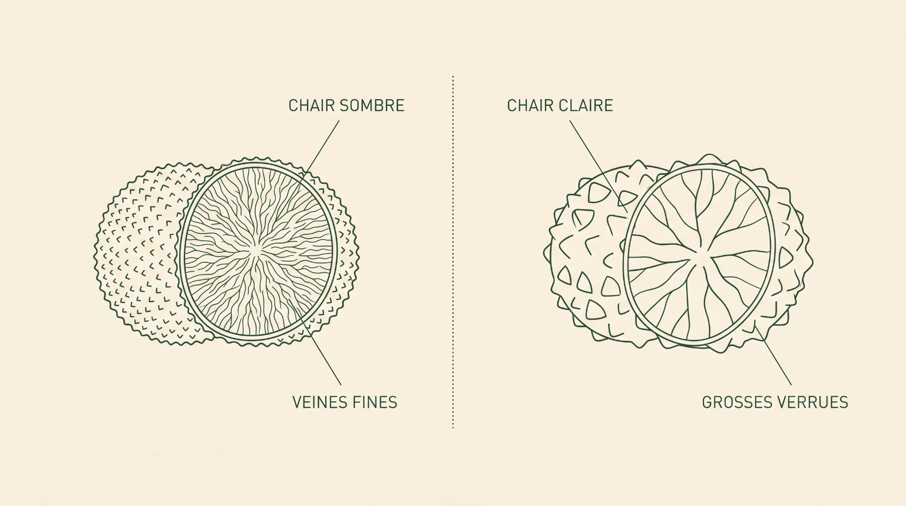 Schéma comparatif : truffe noire à chair sombre et veines fines, truffe d’été à chair claire et grosses verrues