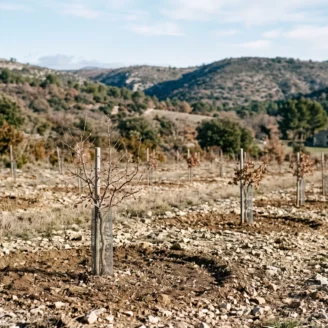 Planter des arbres truffiers : ce qu&rsquo;on ne vous dit pas avant d&rsquo;acheter
