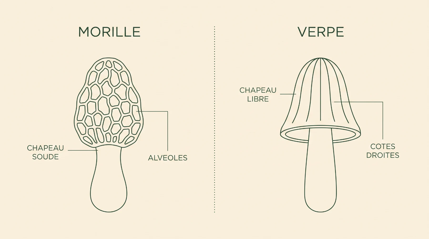 Schéma comparant le chapeau soudé et alvéolé de la morille au chapeau libre et côtelé de la verpe de Bohême