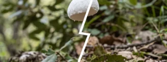 Amanite ovoïde ou amanite à volve rousse : un centimètre d&rsquo;écart