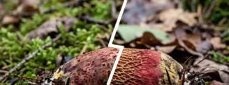 Bolet à beau pied ou bolet à pied rouge : deux bolets qui bleuissent